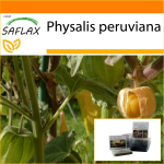 SAFLAX - Aed kotis - Neeme karusmari / Peruu kirss - 100 seemet - Substraadiga sobivas p&uuml;stises kotis - Physalis peruviana