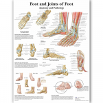 Anatoomilise lihass&uuml;steemi plakat Inimkeha anatoomia diagramm Meditsiiniline hariduslik l&otilde;uend koolide sisekujunduseks 40x60cm