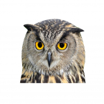 2021 Loomade autoakna klaasist autokleebis Kass L&otilde;vi Hunt Bulldog Koer &Ouml;&ouml;kull Kleebis Autodekoratsioon