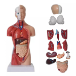 Unisex inimese torso keha anatoomia anatoomiline mudel Siseorganid Skeletis&uuml;steem brown