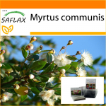SAFLAX - Aed kotis - T&otilde;eline m&uuml;rt - 30 seemet - Substraadiga sobivas p&uuml;stises kotis - Myrtus communis