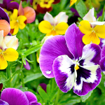 Pansy suure&otilde;ieline lilleseemnete segu aeda