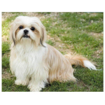DIY teemanttikandid Shih tzu lemmikloomakoer 5d t&auml;isringi &uuml;mmargune puur Teemantmaal 20X30CM