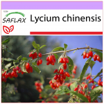 SAFLAX - Goji mari - 200 seemet - Lycium chinensis
