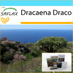 SAFLAX &ndash; kinkekomplekt &ndash; Draakonipuu &ndash; 5 seemet &ndash; Koos kinkekarbi, kaardi, etiketi ja potisubstraadiga &ndash; Dracaena Draco