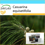 SAFLAX &ndash; kinkekomplekt &ndash; Kortepuu &ndash; 200 seemet &ndash; Koos kinkekarbi, kaardi, etiketi ja potisubstraadiga &ndash; Casuarina equisetifolia