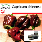 SAFLAX - Aed kotis - Chili - Habanero &scaron;okolaad - 10 seemet - Substraadiga sobivas p&uuml;stises kotis - Capsicum chinense