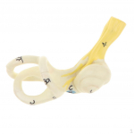 5x Magnified Human Ear Semicircular Canal Cochlear Model , addition to your lab supplies