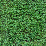 Clover MICRO CLOVER valge v&auml;ikeseleheline mesitaim madal ristik muru jaoks 500g