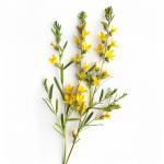 35 Graines de Gen&ecirc;t des teinturiers (Genista tinctoria) - SemiSauvage Permaculture