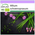 SAFLAX &ndash; Mahe &ndash; Murulauk &ndash; 250 seemet &ndash; Allium schoenoprasum