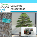 SAFLAX &ndash; Kingikomplekt &ndash; Bonsai &ndash; Meriraudpuu &ndash; 200 seemet &ndash; Koos kinkekarbi, kaardi, etiketi ja potisubstraadiga &ndash; Casuarina equisetifolia