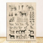 Prindid Bioloogia Seinakaunistused , hobuste illustratsioonid Loomade plakatid L&otilde;uendimaalid Kontorikaunistus Vintage prantsuse hobuse anatoomia diagramm ilma raamita 21*30cm