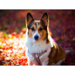 T&auml;ielik 5D-teemantmaaling multifilm Loomakoer Mosaiik Tikand Ristpistes Kodukaunistus K&auml;sitsi valmistatud 25x30cm