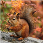 T&auml;ielik 5D teemantmaaling Armas orav Teemanttikandid Ristpistes Kodukaunistus K&auml;sitsi valmistatud kingitused Round 25x25cm