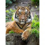 5D DIY Teemantmaal Tiiger Teemanttikandid Loomade maastik Ristpistes T&auml;is&uuml;mmargune puur Kodukaunistus K&auml;sitsi Kunst Kingitus Full Round 15x20CM