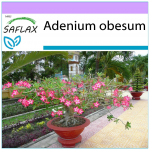 SAFLAX &ndash; Bonsai &ndash; k&otilde;rberoos &ndash; 8 seemet &ndash; Adenium obesum