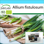SAFLAX &ndash; kinkekomplekt &ndash; Orgaaniline &ndash; Salatisibul &ndash; Jaapani Ishikura &ndash; 150 seemet &ndash; Koos kinkekarbi, kaardi, etiketi ja potisubstraadiga &ndash; Allium fistulosum