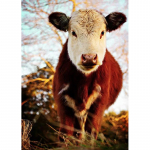 Isetegija 5d teemantmaaling lehma muster t&auml;isring puur tikandid ristpistes talu kivid mosaiikkaunistus seinakunst kingitus Full Round 20x30CM