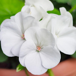 Valge &auml;&auml;rega kurereha v&auml;rsked LILLEseemned PREMIUM 10 tk