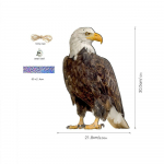 Ripplinde peletav &ouml;&ouml;kullikella ripats Pastoraalne viljapuuaed linnupeletusripats &otilde;ues &otilde;ue kaunistus tuulekell