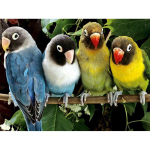 T&auml;is&uuml;mmargune 5D DIY teemanttikandid 4 papagoid puul Teemantmaal Ristpistes kivist 20X30CM