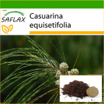 SAFLAX - Horsetail Tree - 200 seemet - Potisubstraadiga paremaks kasvatamiseks - Casuarina equisetifolia