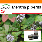 SAFLAX - Aed kotis - Piparm&uuml;nt - 300 seemet - Substraadiga sobivas p&uuml;stijas kotis - Mentha piperita