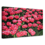 L&otilde;uenditr&uuml;kk Pink Tulips Flower Nature 60x40 roosa