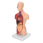 Inimese torso 28 cm pikkune eemaldatav siseorganite mudel, mis &otilde;petab anatoomilist kokkupanekut