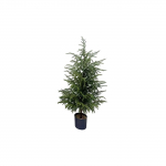 CM Norfolk j&otilde;ulupuu v&auml;lisukse j&otilde;ulupuu kaunistus siseruumides elutoa j&otilde;ukaunistus One Size