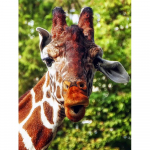 Teemantmaalikomplekt Panda Teemanttikandid Ristpistes Loomapildid kividest Mosaiik K&auml;sit&ouml;&ouml; Full Round 20X30CM punane