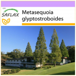 SAFLAX &ndash; koidikupunapuu &ndash; 60 seemet &ndash; Metasequoia glyptostroboides