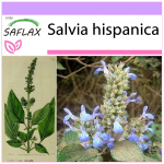 SAFLAX - Mehhiko Chia - 500 seemet - Salvia hispanica