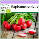 SAFLAX &ndash; Orgaaniline &ndash; Redis &ndash; Kirsikelluke &ndash; 100 seemet &ndash; Raphanus sativus