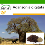 SAFLAX &ndash; Aafrika ahvileivapuu &ndash; 6 seemet &ndash; Potisubstraadiga paremaks kasvatamiseks &ndash; Adansonia digitata