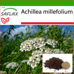 SAFLAX - Harilik raudrohi - 200 seemet - Potisubstraadiga paremaks kasvatamiseks - Achillea millefolium