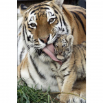 5D DIY Teemantmaal Loom Rhinestone Tiger Art Pilt T&auml;ielik Teemanttikandid Ristpistes Mosaiik Kodukaunistuse Kingitused Full Round 20x30CM