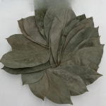 GRAVIOLA LEHT 100g Wild Harvest Soursop vanillikaste &Otilde;un Annona Muricata