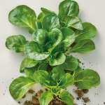 500 Graines de M&acirc;che Verte de Cambrai