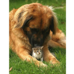 Ise isetegemise t&auml;isring puur koer armastus kass teemantmaaling mosaiik tikandid loomad 5d ristpistes 20X30CM