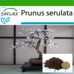 SAFLAX - Bonsai - Metsik must kirss - 30 seemet - Potisubstraadiga paremaks kasvatamiseks - Prunus serulata