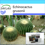 SAFLAX - Kingikomplekt - T&uuml;nnkaktus / &Auml;mma iste - 40 seemet - Koos kinkekarbi, kaardi, etiketi ja potisubstraadiga - Echinocactus grusonii