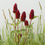 25 p&otilde;letatud seemet