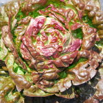 300 Four Seasons Wonder salati seemet