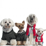 20 Pack Dog Tag Silikoonsummuti Military Style Must