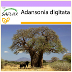 SAFLAX &ndash; Aafrika ahvileivapuu &ndash; 6 seemet &ndash; Adansonia digitata
