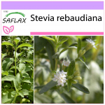 SAFLAX &ndash; Paraguay magus leht &ndash; 100 seemet &ndash; Stevia rebaudiana