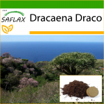 SAFLAX &ndash; Draakonipuu &ndash; 5 seemet &ndash; Potisubstraadiga paremaks kasvatamiseks &ndash; Dracaena Draco