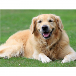 DIY 3D teemantmaaling Loomade koerte tikandid Loomade ristpistes k&auml;sit&ouml;&ouml; kodukaunistus Full Round 20x25CM